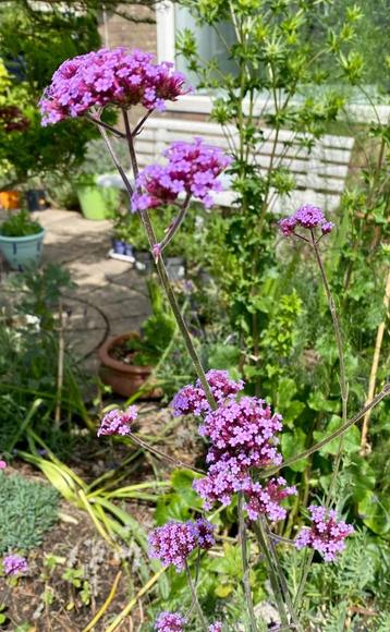 Verbena bonariensis ijzerhard vaste planten beschikbaar voor biedingen