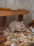 Mannetjes Gerbil 5 maanden oud, Dieren en Toebehoren, Knaagdieren, Februari, Mannelijk, Overige typen
