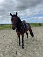 Liefste 3-jarige ruin v. Henkie te koop, Dieren en Toebehoren, Gechipt, Ruin, Dressuurpaard, 3 tot 6 jaar
