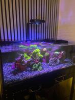 Shallow zeeaquarium incl. techniek, Ophalen, Zo goed als nieuw, Leeg aquarium