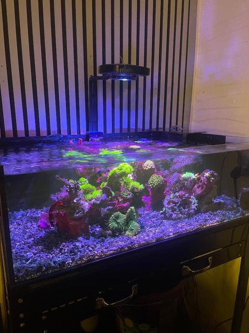 Shallow zeeaquarium incl. techniek, Dieren en Toebehoren, Vissen | Aquaria en Toebehoren, Zo goed als nieuw, Leeg aquarium, Ophalen
