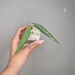 Hoya sp. Rindu Rafflesia, Overige soorten, Minder dan 100 cm, Bloeiende kamerplant, Halfschaduw