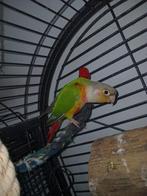 Tamme pineapple high red pyrhurra 2025, Dieren en Toebehoren, Vogels | Parkieten en Papegaaien, Vrouwelijk, Papegaai, Geringd