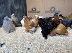 Cochin krielkippen verschillende kleuren, gesekst + ingeënt, Dieren en Toebehoren, Pluimvee, Vrouwelijk, Kip