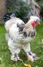 Gratis op te halen: jonge haan, park-Brahma, Dieren en Toebehoren, Pluimvee, Mannelijk, Kip