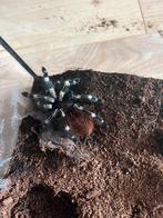 vogelspin vrouw (nhandu chromatis) & toebehoren, Dieren en Toebehoren, Insecten en Spinnen, Spin of Schorpioen