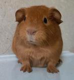 Lieve jonge cavia, Dieren en Toebehoren, September, Mannelijk, Cavia