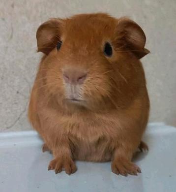 Lieve jonge cavia beschikbaar voor biedingen