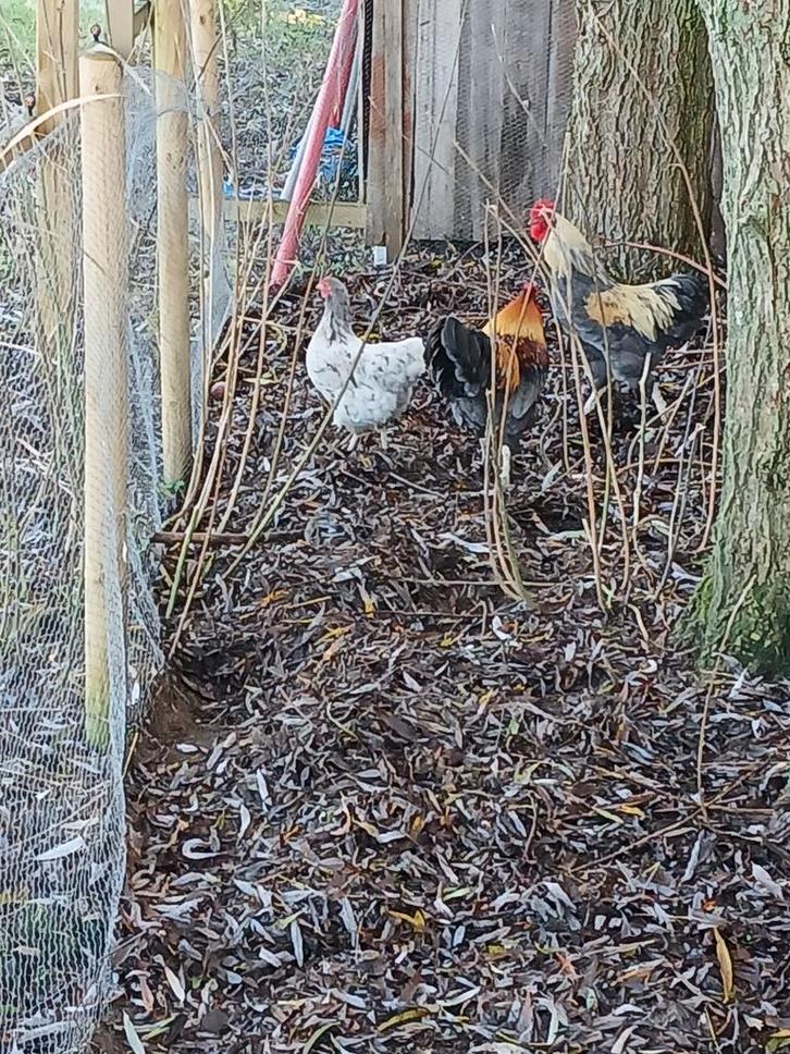 2 hanen, 3 hennen, Dieren en Toebehoren, Pluimvee, Kip, Vrouwelijk