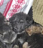 4 oud duitse herder reutjes, Dieren en Toebehoren, België, Particulier, Reu, 8 tot 15 weken