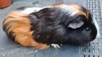 Sheltie kruising van Augustus 2024, Augustus, Meerdere dieren, Overige typen, Tam