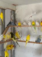 Witte en gele Grasparkieten, Meerdere dieren, Parkiet