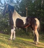 Prachtige 4 jarige Barock pinto ster merrie te koop, Dieren en Toebehoren, Merrie, Dressuurpaard, Gechipt, 3 tot 6 jaar