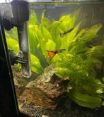 Guppies 5 voor €1,00, Dieren en Toebehoren, Vissen | Aquariumvissen, Vis