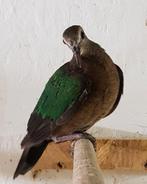 Groenvleugel duivinnen 2025, Dieren en Toebehoren, Vogels | Overige Vogels