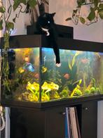 Aquarium 200 liter, Ophalen, Gebruikt, Gevuld zoetwateraquarium