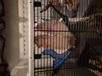 Ratten, Dieren en Toebehoren, Rat, Maart, Mannelijk, Tam
