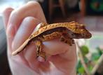 Wimpergekko baby ClxIn2, Dieren en Toebehoren, Reptielen en Amfibieën, Hagedis, 0 tot 2 jaar