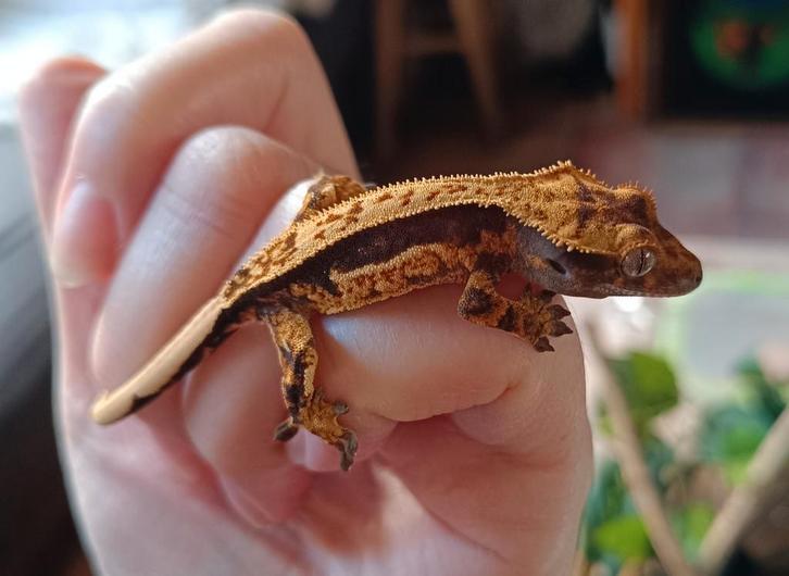 Wimpergekko baby ClxIn2, Dieren en Toebehoren, Reptielen en Amfibieën, Hagedis, 0 tot 2 jaar