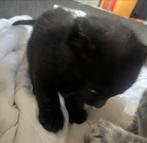 Kittens 23-09-2025 geboren, Dieren en Toebehoren, Katten en Kittens | Raskatten | Korthaar, Meerdere dieren, 0 tot 2 jaar