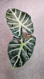 Alocasia Balloon Heart, Ophalen of Verzenden, Halfschaduw, Minder dan 100 cm