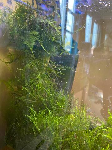 Mos voor in aquarium beschikbaar voor biedingen