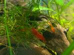 Bloody mary garnalen, Dieren en Toebehoren, Vissen | Aquariumvissen, Kreeft, Krab of Garnaal