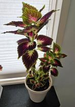 Kamerplant kleurrijke Siernetel / Coleus - hoogte 50 cm, Huis en Inrichting, Kamerplanten, Ophalen, Overige soorten, Halfschaduw