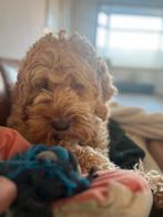 Oppas gezocht voor onze labradoodle in de schoolvakanties, Pension of Dagopvang