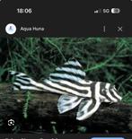 Gezocht: L46 Zebra Pleco (Hypancistrus zebra), Dieren en Toebehoren, Vis, Zoetwatervis