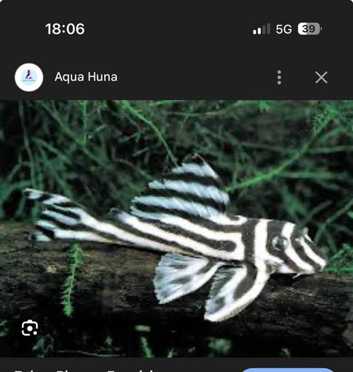 Gezocht: L46 Zebra Pleco (Hypancistrus zebra), Dieren en Toebehoren, Vissen | Aquariumvissen, Zoetwatervis, Vis