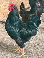 Broedeieren goud dubbelgezoomde barnevelder groot, Dieren en Toebehoren, Pluimvee, Geslacht onbekend, Kip