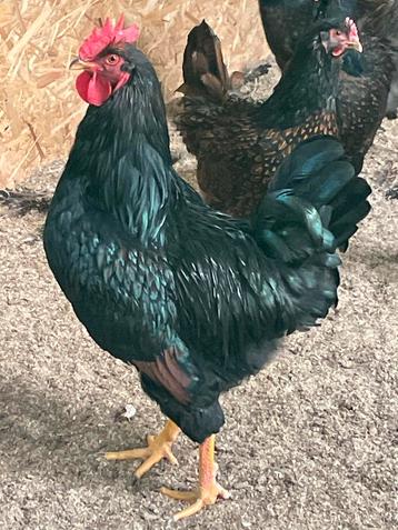 Broedeieren goud dubbelgezoomde barnevelder groot beschikbaar voor biedingen