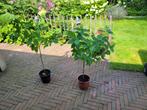 Hortensia limelight op stam, Tuin en Terras, Planten | Bomen, Volle zon, 100 tot 250 cm, Zomer, Overige soorten