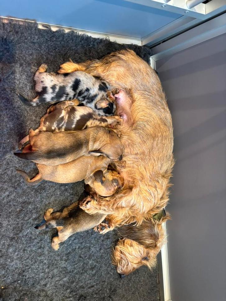 Mooie gekleurde ruwharige dwerg teckel, Dieren en Toebehoren, Honden | Teckels en Dashonden, Meerdere dieren, Ruwhaar, Dwerg, Particulier