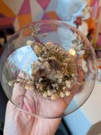 Opgezette Schorpioen in Glazen Stolp met Bergkristal, Ophalen of Verzenden, Nieuw