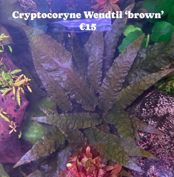 Cryptocoryne Wendtii Brown, Dieren en Toebehoren, Vissen | Aquaria en Toebehoren, Plant(en), Steen of Hout, Ophalen of Verzenden