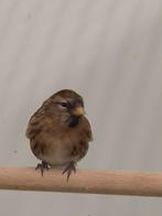 Kleine barmsijsen, Dieren en Toebehoren, Vogels | Overige Vogels, Meerdere dieren, Wildzangvogel, Geringd