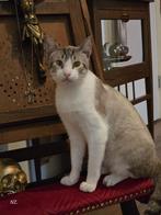 Jordi, 1/11/2023 in Nederland zoekt een ander huisje, x siam, Dieren en Toebehoren, Kater, Kortharig, 0 tot 2 jaar