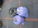 Baby kleding  56,62,68,74, Meerdere dieren, Parkiet