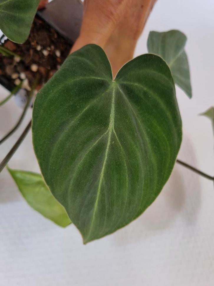 philodendron gloriosum stek, Huis en Inrichting, Kamerplanten, Minder dan 100 cm, Halfschaduw, Ophalen of Verzenden