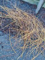 Wilgentakken gratis, Ophalen