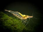 Caridina longirostris Algenetende shotnose garnaal, Dieren en Toebehoren, Kreeft, Krab of Garnaal, Zoetwatervis, Schoolvis
