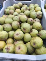 Brederode stoofperen schone teelt, Ophalen