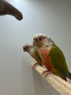 1-1 Pyrrhura Pineapple + DNA, Meerdere dieren, Parkiet, Geringd