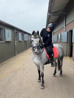 Bijrijder/Verzorgster aangeboden, Dieren en Toebehoren, Paarden en Pony's | Verzorgingsproducten, Ophalen of Verzenden