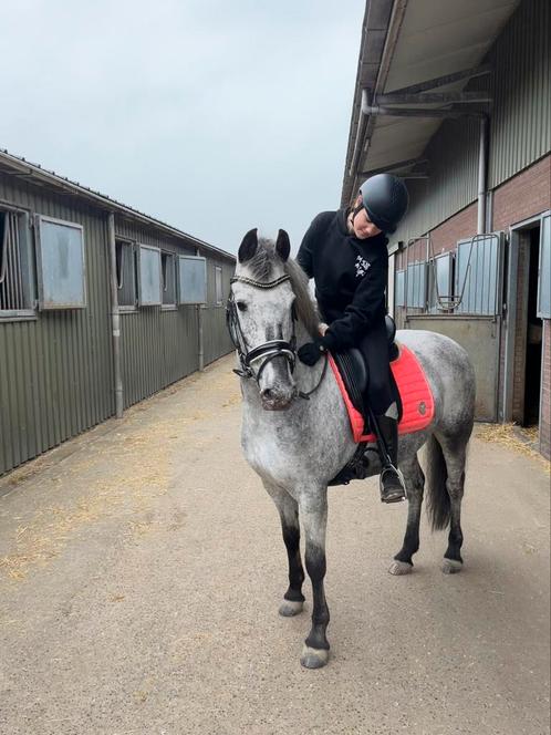 Bijrijder/Verzorgster aangeboden, Dieren en Toebehoren, Paarden en Pony's | Verzorgingsproducten, Ophalen of Verzenden