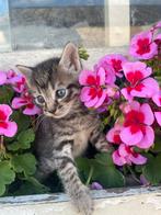 Kittens tekoop, Dieren en Toebehoren, Kater, Kortharig, 0 tot 2 jaar
