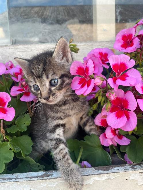 Kittens tekoop, Dieren en Toebehoren, Katten en Kittens | Overige Katten, Kortharig, Kater, 0 tot 2 jaar