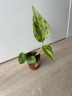 Epipremnum pinnatum marble variegata, Ophalen of Verzenden, Overige soorten, Minder dan 100 cm